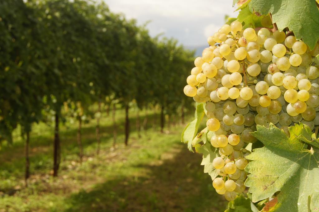 Agriturismo Richeton Gaiarine Екстериор снимка